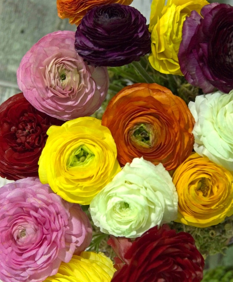 10 RANUNCULUS MIXED COLOR SHADES BULBS 741432509128 eBay